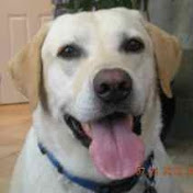 Profile Picture of Greg Pope (@gapkeyp) on Youtube