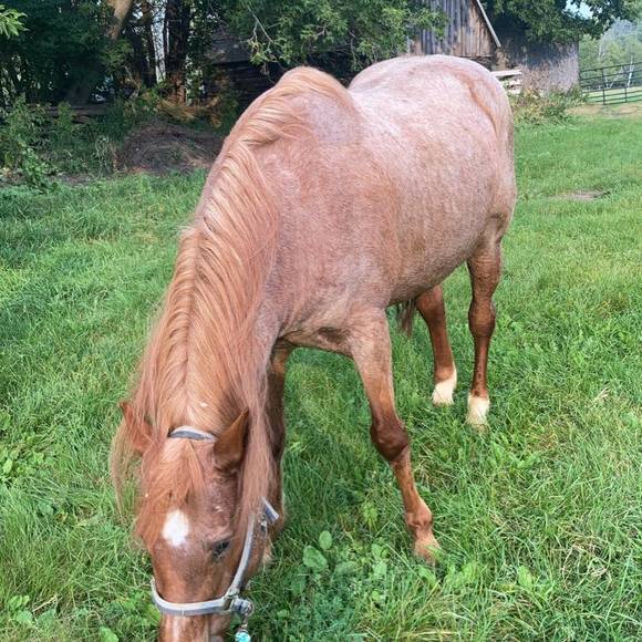 Profile Picture of Daniel Drynan (@danieldrynan) on Poshmark