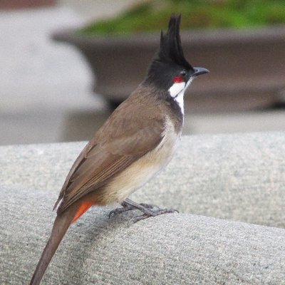 Profile Picture of Crystal Rose (@CROSE1717) on Twitter