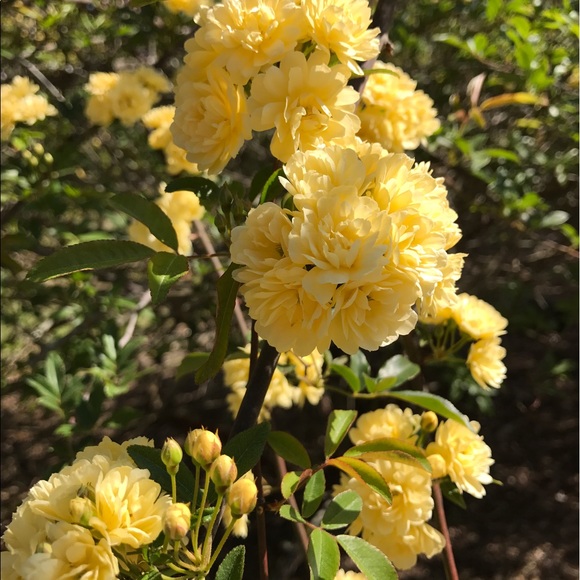 Profile Picture of Pam Byrd (@pbyrd701) on Poshmark