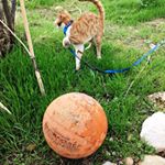 Profile Picture of Sarah Ch (@sarah_shayah) on Instagram