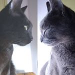 Profile Picture of Lara & Bruce (@the_whiskersons) on Instagram