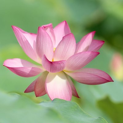 Profile Picture of Alex Weil (@alex_weil) on Twitter