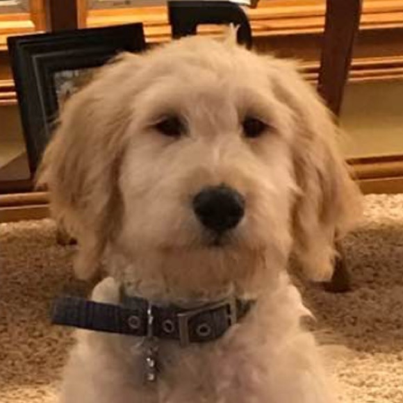 Profile Picture of Sandy Bonahoom (@sandybonahoom) on Poshmark