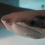 William Brum - Flickr Profile Picture of William Brum (@tisole) on Flickr