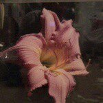 Profile Picture of jodie lemmer (@jodielemmer) on Instagram