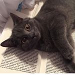 Profile Picture of Cora Evans (@corathecuriouscat) on Instagram