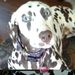 Profile Picture of Lori Lambert (@lamberthhi) on Pinterest