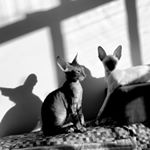 Profile Picture of Cornish Rex Cats Conceptual (@cats_conceptual) on Instagram