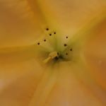 Profile Picture of Federico Maximiliano (@osoriocoronado) on Instagram