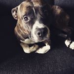 Profile Picture of Frank 🐶 (@frankenstaff) on Instagram