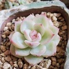 Profile Photo of Macau Succulent (@@alicecody2) on Tiktok