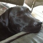 Profile Picture of Josh Luman (@joshluman) on Instagram