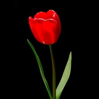 Profile Picture of Bomi Kim (@bomi-kim-58) on Quora