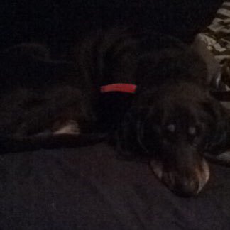 Profile Picture of Joshua Cardozo (@cardozo_joshua) on Twitter