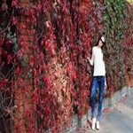 Profile Picture of Phyllis (@mirandaewkdypfxoitm) on Instagram