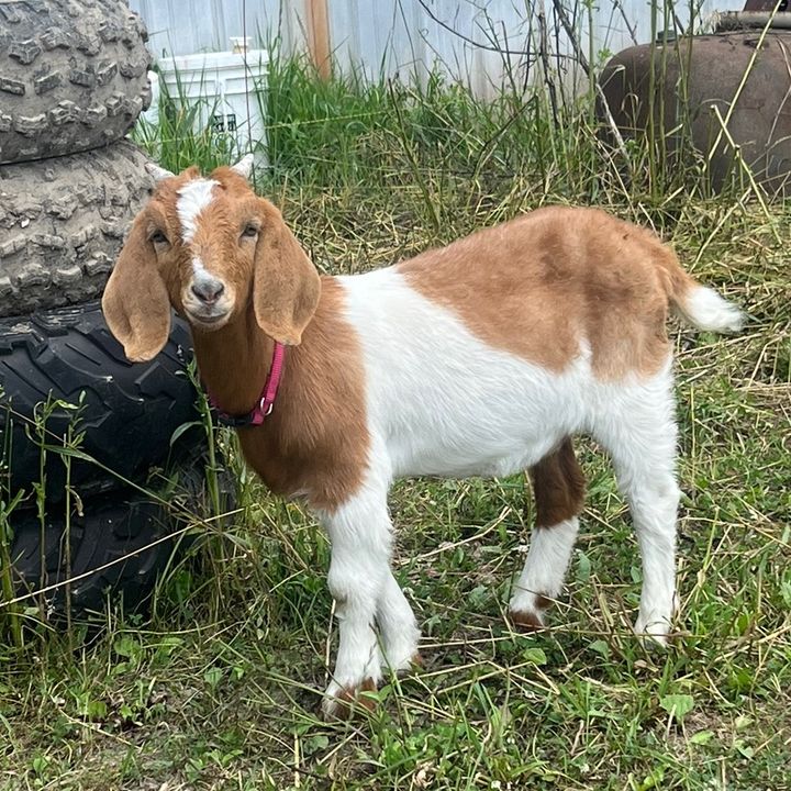 carlypalmer02 - Tiktok Profile Picture of carlypalmer02 (@palmer_farm) on Tiktok