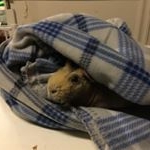 Profile Picture of Crystal Hanes (@bandgirl1010) on Instagram