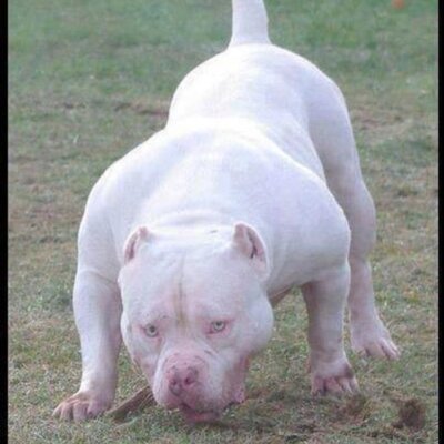 Profile Picture of Alexander Pillot (@@fullyboost00) on Twitter