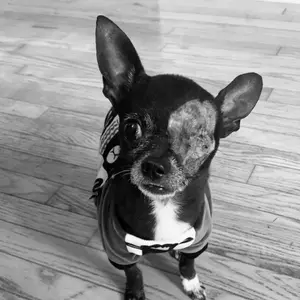 Profile Picture of   Mr. Mortimer... (@mortythemisfit) on Tiktok