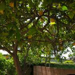 Profile Picture of Hala Haddad (@hala.haddad.7796) on Instagram