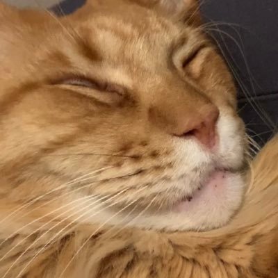 Profile Picture of Alba Scott (@albasco65974093) on Twitter