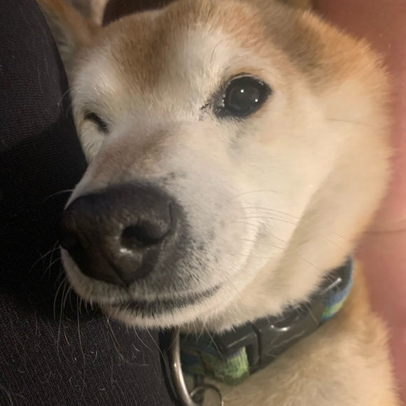 Profile Picture of Melissa Dello stritto (@mdellos7) on Poshmark