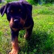 Profile Picture of Katie Cassavant (@katiecassavant871) on Youtube