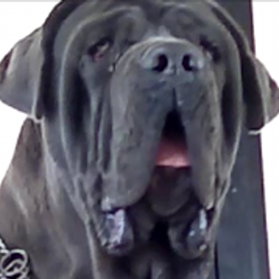 Profile Picture of Yahya Zalloum (@dogsbreedinfo) on Twitter