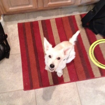 Profile Picture of Joe Buselmeier (@jbuselm) on Twitter