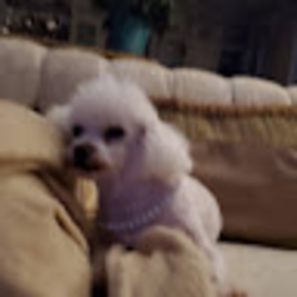 Profile Picture of Shanna Feusi (@shanna_feusi) on Poshmark