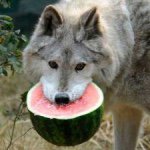 That 1 guy you vaguely remeber - Instagram Profile Picture of That 1 guy you vaguely remeber (@kourismark) on Instagram