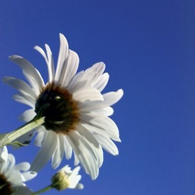Profile Picture of Terri Boxrucker (@tboxrucker) on Twitter