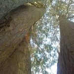 Profile Picture of Rowan Grant (@nature_girl1511) on Instagram