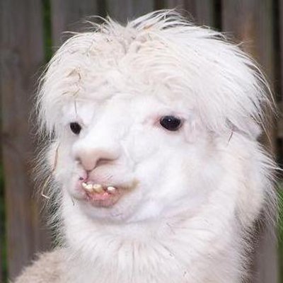 Profile Picture of Jared Stuckey (@IC4Lamas) on Twitter