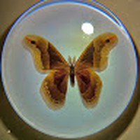 Profile Picture of Isabella Cuellar (@isabella-cuellar-5) on Quora