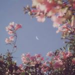 Profile Picture of 𝓐𝓵𝓲𝓬𝓮 𝓩𝓱𝓸𝓷𝓰 (@deu.rim.ah) on Instagram