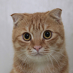 Profile Picture of Johnson Chou (@yungsheng.chou) on Flickr