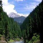 Profile Picture of Mushtaq Ahmad Sh (@mushtaq.sheikh.986) on Instagram