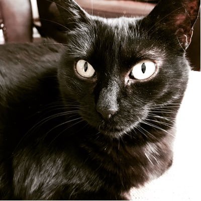 Profile Picture of Tom Faison (@TomFaison2) on Twitter