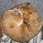 Profile Picture of Janet Davis (@jldavis_1) on Flickr