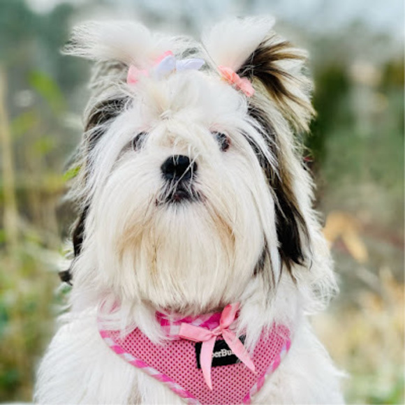 Profile Picture of Mariana Pace (@pacemary2022) on Poshmark