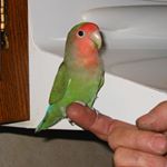 Profile Picture of FeatherBrite (@kathykearney) on Instagram