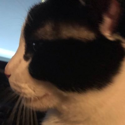 Profile Picture of Gus Neil (@AugustusNeil1) on Twitter