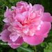 Profile Picture of Berella Valentine (@berellavalentin) on Pinterest