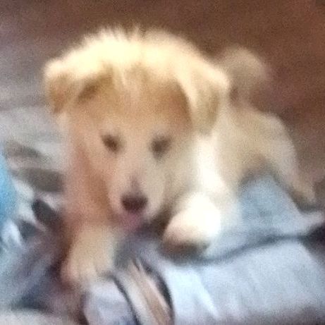 Profile Picture of Aniceto Sanchez (@anicetosanchez8) on Tiktok