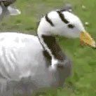 Profile Picture of Nancy Burdine (@the_offical_sparkpelt0) on Tiktok