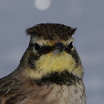 Profile Picture of Tim Thompson (@timebird14) on Flickr