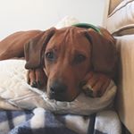 Profile Picture of John O’Mara (@boots_the_ridgeback_) on Instagram