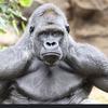 Profile Picture of grizz (@robertgore89) on Tiktok